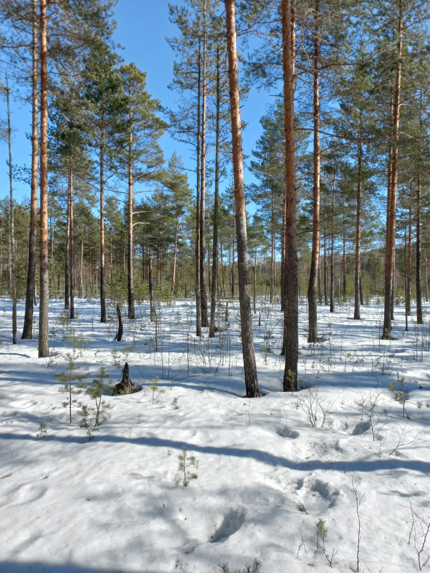 Браконьеры продолжают наносить весомый ущерб природе Ленинградской области